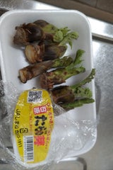 JA西いわみ 島根産 たらの芽