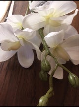 ポピー シンビジューム