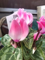 フォルツァ ガーデンシクラメンラベル 1P