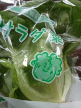 耕佑 サラダ菜くん