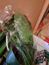 NIC 新潟県産ほうれんそう 1P