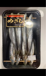 松井 真いわしめざし 8尾