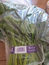 上武 新戒きゅうり 1P