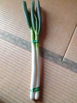 全農三重 白ねぎ 1P