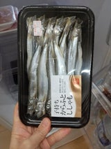 松江 国内加工ししゃも