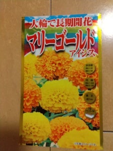 ＲＨＬＦ　大輪で長期開花マリーゴールドアイシスＭの商品写真