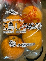 JA広島果実 みかん 広島しらぬひ 広島 1P
