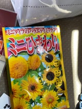 RHLF ミニバラエティミックス ミニひまわり