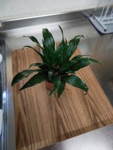 三浦園芸 ハイミニ 鉢無し