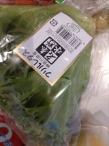 グランパF フリルレタス