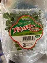 宮崎長友 芽ブロコッリー