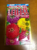 ロイヤルオランダフラワー A切花用百日草SF種