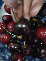 日本ファーム アメリカンチェリー 1P