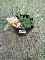 フォルツァ ポーチュラカ イエロー