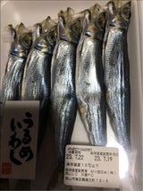 渡辺 うるめいわし 5尾