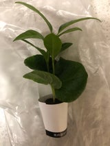 三浦 タグ付きオアシス苗 アソート