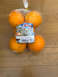 ケーアイ　ネーブルオレンジケミカル　袋入のレビュー画像