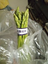 JA福島 アスパラガス 太