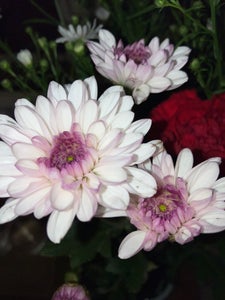 デリフラワー　生花の商品写真