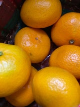 藤本 みかんくまモン 1P