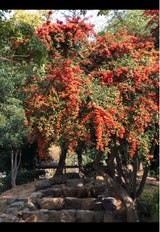 マンナン 蒟蒻畑 りんご味 袋 25g×12個