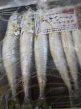 ヤマゴ いわし丸干し 6尾