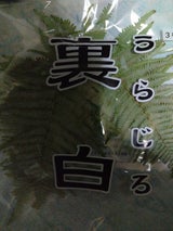 サワキ うらじろ 3P