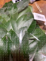 ダイエー イタリアンエスプレッソラッテ 5本