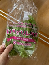 地のものファーム リーフレタス いろどりレタス