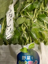 田島 サラダクレソン 1P