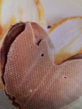 三立製菓 源氏パイチョコ 11枚