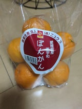 ニュウズ 愛媛西宇和産ぽんかん