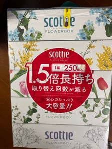 スコッティ　フラワーボックス　２５０組　５箱のレビュー画像