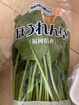 東邦フイルム 坂田種苗ホウレンソウ 大