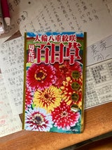RHLF 大輪八重絞咲 切花用百日草