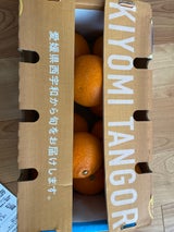 ニュウズ 愛媛西宇和産清見タンゴール