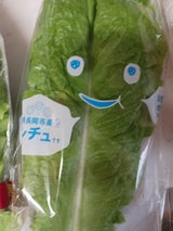 Gプラント サンチュ 10枚