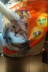 新東北化学 フォーキャット ゴールド 8L