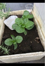 ツルリ 洗顔ペースト ガスール 120g