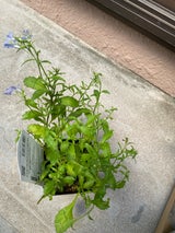 フォルツァ ビオラ 赤 目あり