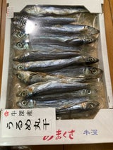 山下 うるめ丸干