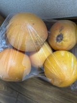 アンファン おいしいプチシュー 9個