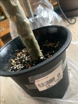 メルシー 切花100 1P