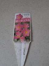 フォルツァ ポーチュラカ ピンク