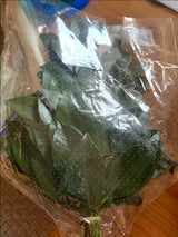 ジャパンプランツ サカキ