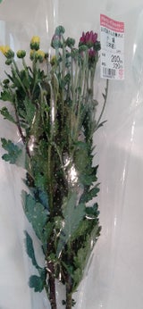 メルシー 切花200 1P