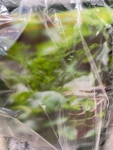 プロトリーフ 観葉植物用の土 2L