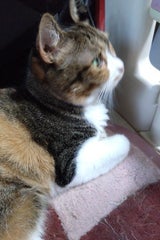 永谷園 冷え知らずさんの生姜くず湯あずき74.1g