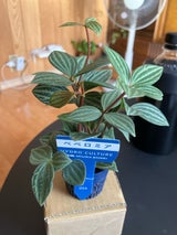 三浦 リトル苗 4.5cm