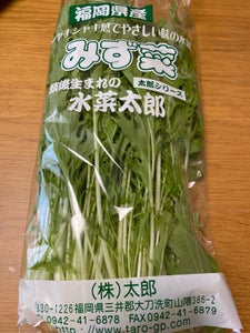 マルシン 水菜